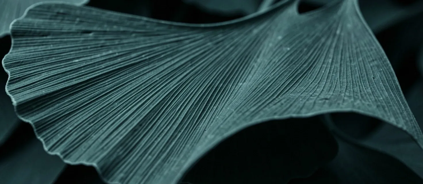 Detailed view of plant leaf veins symbolizing circulation
